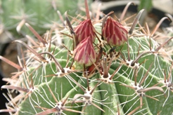 Ferocactus